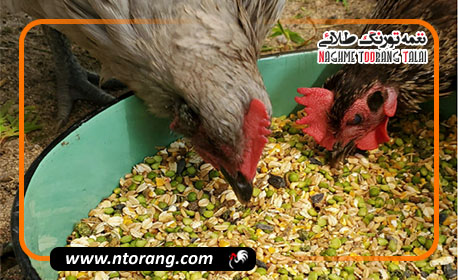 مزایای استفاده از دانه‌های غنی شده در تغذیه طیور و تاثیر آن بر کیفیت تخم و گوشت